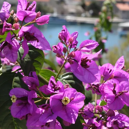 By The Sea Sucuraj, Hvar - 6734 Penzion 3*