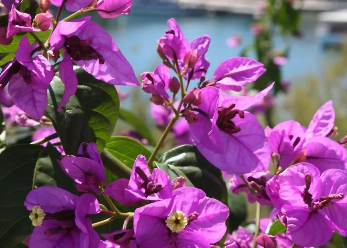 By The Sea - Hvar - 6734 Penzion 3*